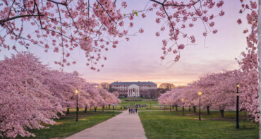 Chinese Cuisine with Cherry Blossoms Touch